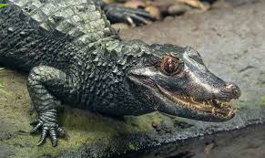 Caimans on a rock next to water